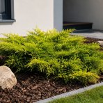 Borievka prostredná (Juniperus media) ´PFITZERIANA AUREA´ - výška 30-40 cm, ⌀ 30-40 cm, kont. C3L